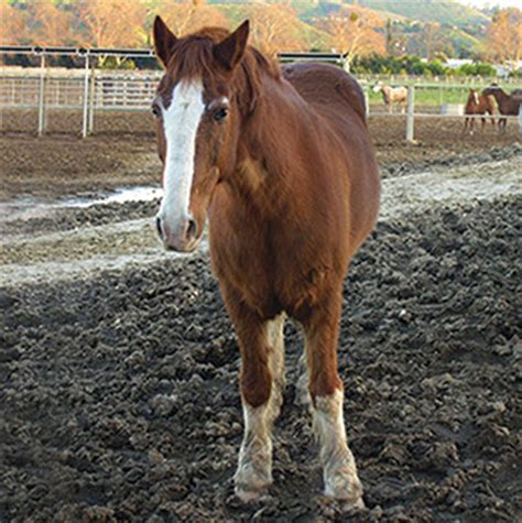 Mud Fever Dermatophilus in Horses. Prevention & Treatments