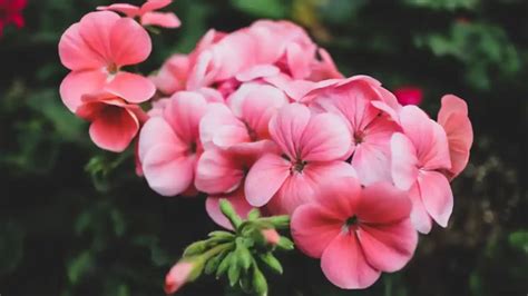 Do Geraniums Need Full Sun? [Sunlight Requirements] | GardenToolLife