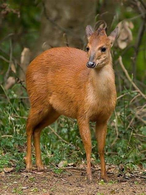 Common Duiker (Sylvicapra grimmia) - Here in Uganda