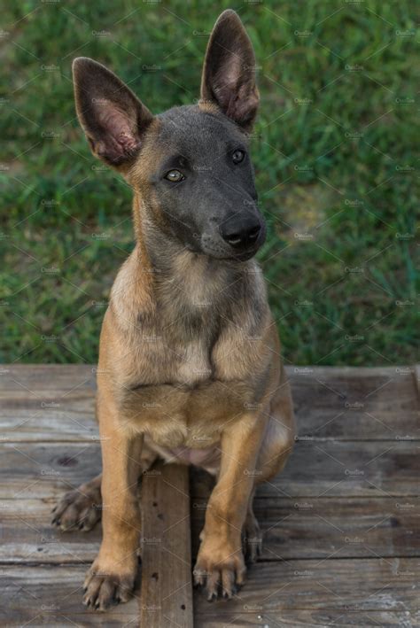 Belgian Malinois puppy | High-Quality Animal Stock Photos ~ Creative Market