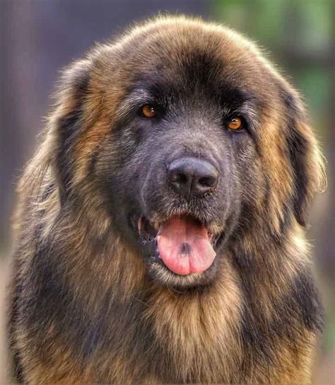 Tibetan Mastiff Temperament (Meet The Imposing Giant)