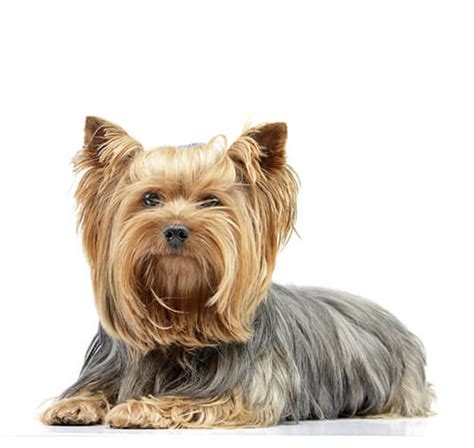 Yorkshire Terrier Dog Breed Information | Purina