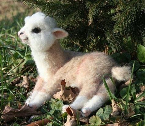 Baby llama | Baby animals, Animals, Cute baby animals