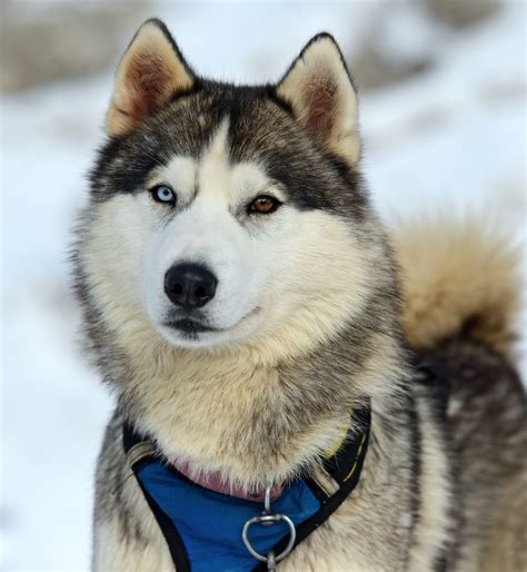 Why Do Huskies Have Blue Eyes? The Research Is In