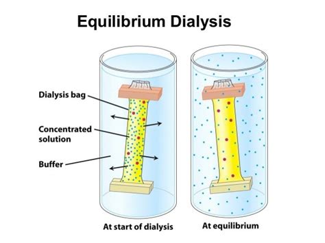 Protein Purification Lecture