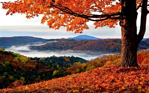 fall, Landscape, Trees, Hills, Leaves Wallpapers HD / Desktop and Mobile Backgrounds