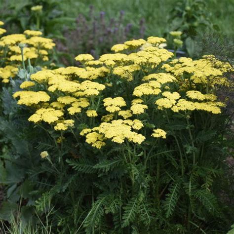 16 Yellow Perennials | Walters Gardens, Inc.