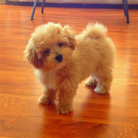 Abby ♥ the poochon | Cute puppies | Pinterest | Dog, Poodle and Animal