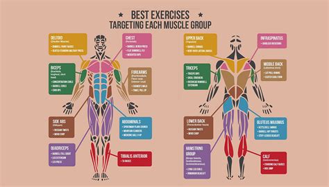 Best Exercises For Targeting Each Muscle Group - NRG Fitness