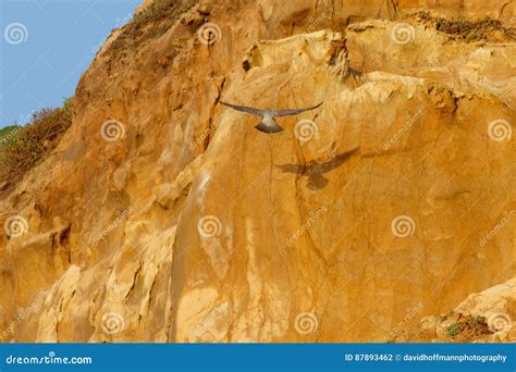 Peregrine Falcon Landing on Cliff Stock Photo - Image of point, outside ...