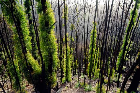 Australia's fire-ravaged forests are recovering. Ecologists hope it ...