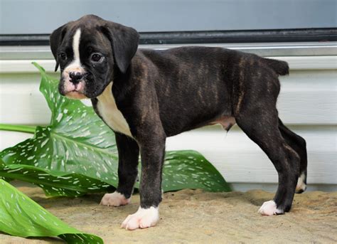 AKC Registered Boxer Puppy For Sale Baltic, OH Male- Grant – AC Puppies LLC