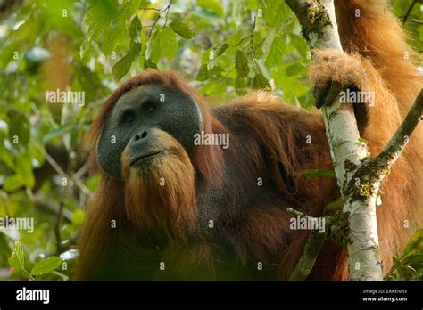 Tapanuli orangutan (Pongo tapanuliensis) Togus, adult flanged male ...