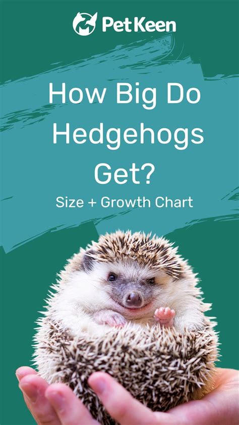 How Big Do Hedgehogs Get? (Size + Growth Chart) | Small pets, Hedgehog ...