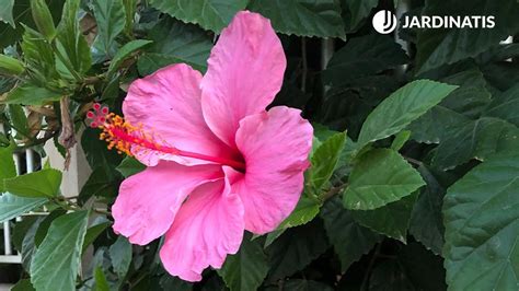 Hibiscus rosa-sinensis o Rosa de china: características y cuidados