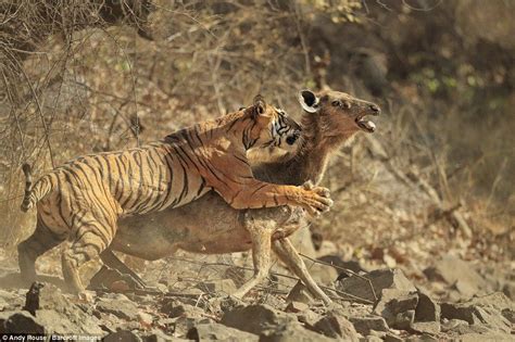 A Photographer Waits 660 HOURS To Catch The Perfect Shot Of A Tiger Taking Down Her Prey ...