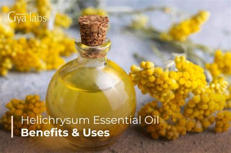 Helichrysum Essential Oil Guide - Benefits, Uses and Side Effects