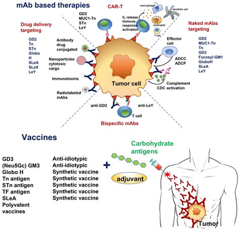 Schematic representation of antitumor strategies based in antibodies ...