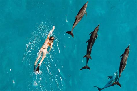 18 Best places to swim with dolphins