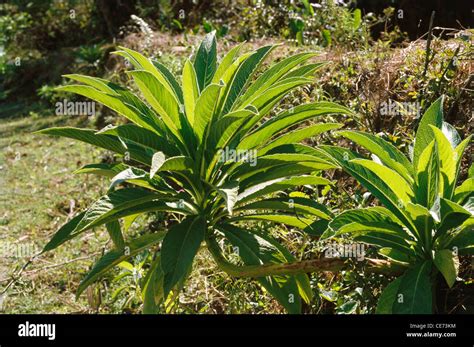 wild tobacco plant crop ; india ; asia Stock Photo - Alamy