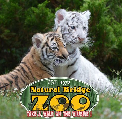 Natural Bridge Zoo Responds to Allegations | WVTF