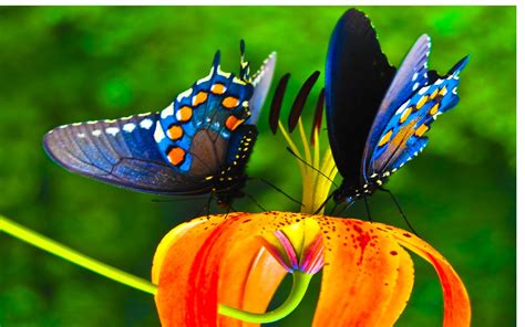 Яркие бабочки фото
