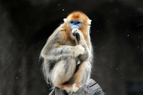 HD wallpaper: golden snub nosed monkey, cold temperature, snow, animal, animal themes ...