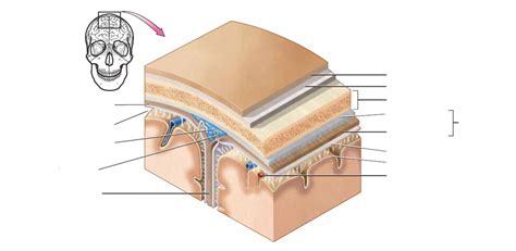 Brain and meninges, frontal and parasagittal section Diagram | Quizlet