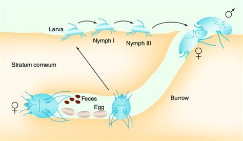 Life-cycle of the scabies mite. Only the female mite creates a burrow... | Download Scientific ...