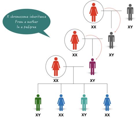 What Genes, Traits and Disorders are inherited from the Mother only? – Genetic Education