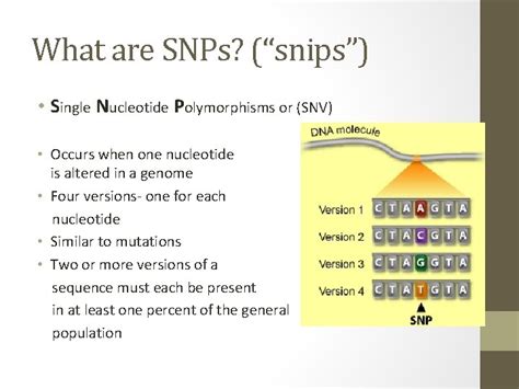 SNPs and CNPs By David Wendel What are