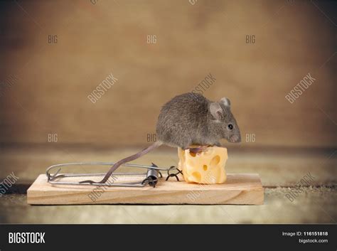 Mouse Trap Image & Photo (Free Trial) | Bigstock