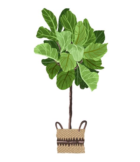 Fiddle Leaf Fig: Plant Care Guide