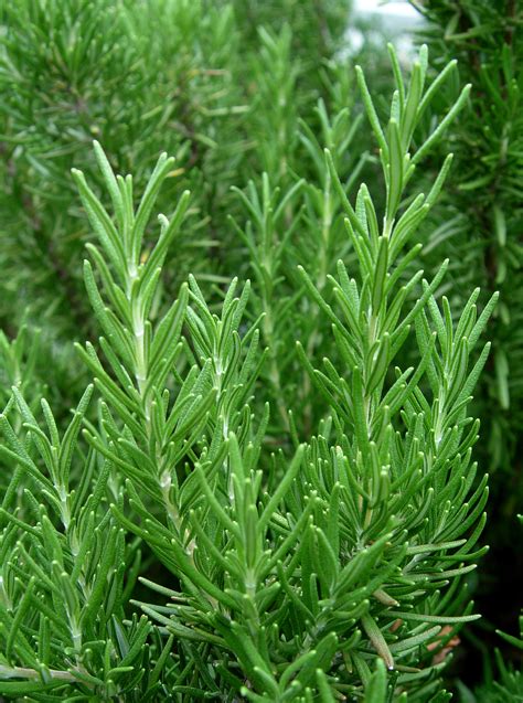 Rosemary Plant Images - markanthonystudios.net