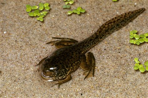 Leopard Frog Tadpole #1 Photograph by Harry Rogers - Fine Art America