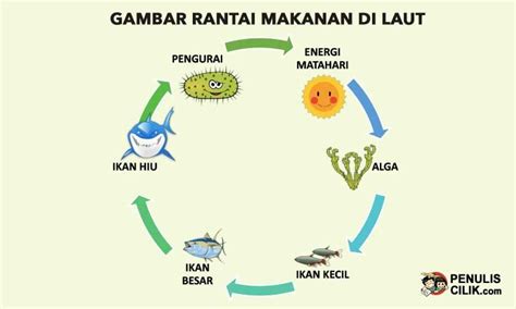 Rantai Makanan di Laut