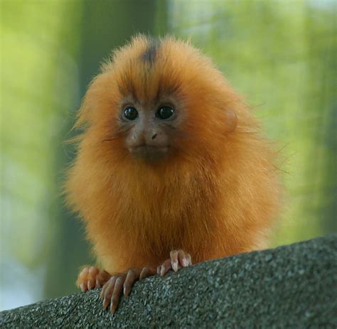 Baby Tamarin (dsc_6718) - a photo on Flickriver