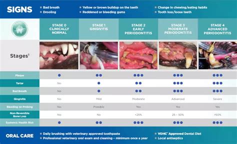 Stages Of Dental Disease In Dogs