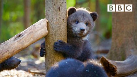 Orphaned bear cub's incredible recovery story 😍🐻- BBC - YouTube