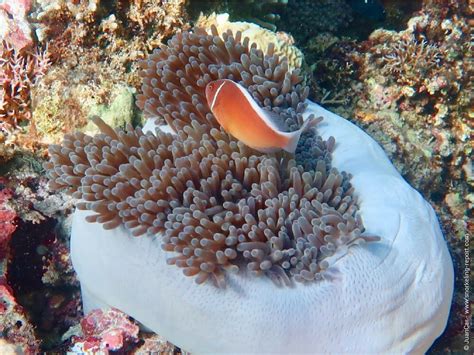 Snorkeling with sea turtles and clownfish in Balicasag Island | Philippines