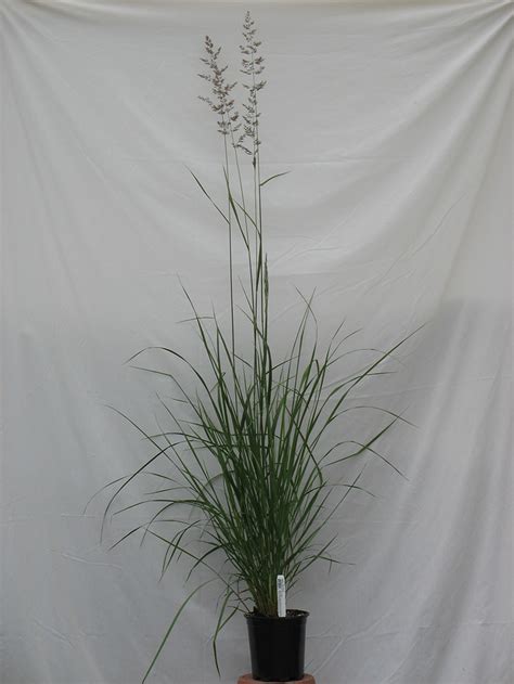 Feather Reed Grass - Plants4Home