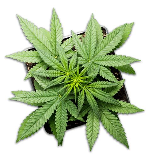 Why is a Medical Marijuana Card Renewal Necessary in Anaheim?