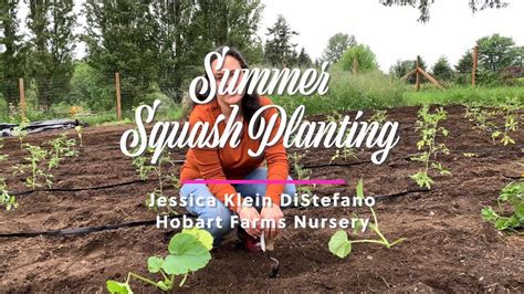 Summer Squash Planting - YouTube