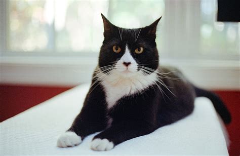 Are Tuxedo Cats More Intelligent? | Catastic