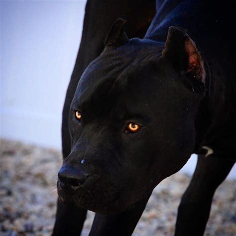 Cane corso black with yellow eyes All Black Pitbull, Black Pitbull ...