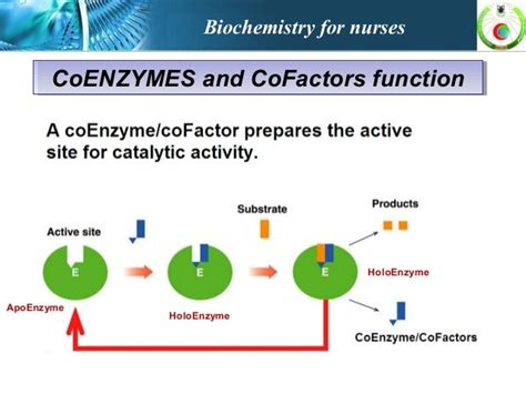 Enzymes