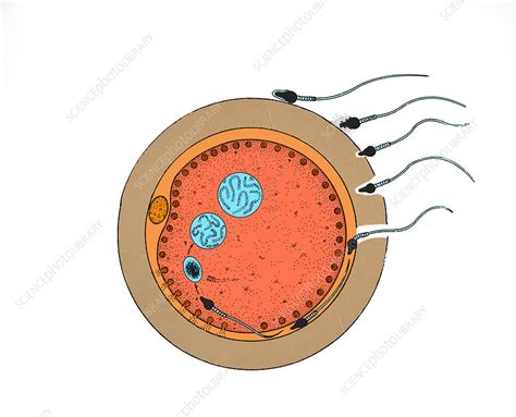 Mammalian fertilization - Stock Image - C024/9707 - Science Photo Library