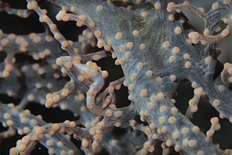 Watch: The unbelievable camouflage of the pygmy seahorse | Oceans | Earth Touch News