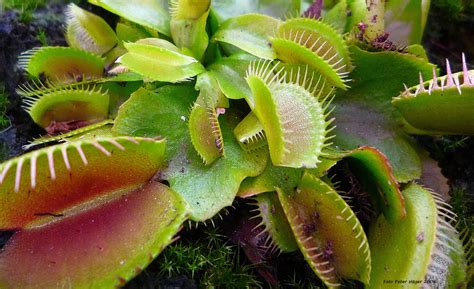 Carnivorous Plant Free Stock Photo - Public Domain Pictures