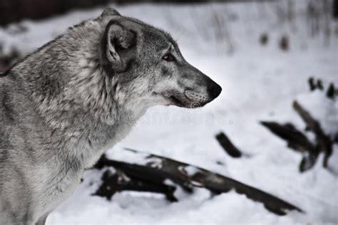 Gray wolf in the snow stock image. Image of werewolf - 134686833